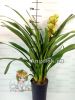 Цимбидиум (Cymbidium Paddy Green) зеленый