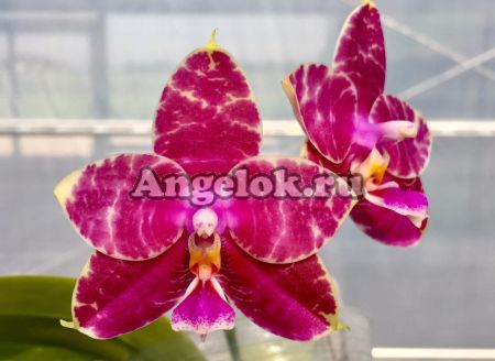 фото Фаленопсис (Phalaenopsis Ailia Princess Gelb ‘YY”) Тайвань от магазина магазина орхидей Ангелок