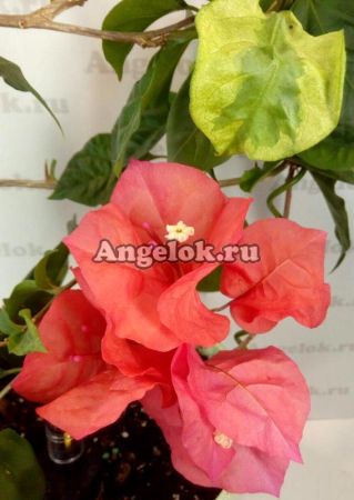 фото Бугенвиллия пестролистная (Bougainvillea Dauphine) черенок от магазина магазина орхидей Ангелок