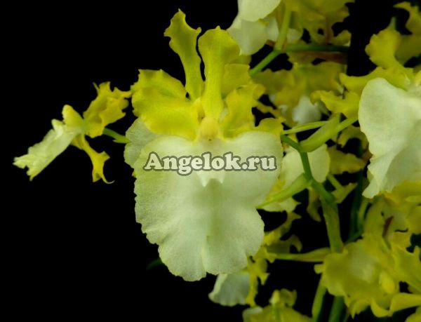 фото Онцидиум (Oncidium Pupukea Sunset alba) от магазина магазина орхидей Ангелок
