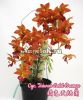 фото Цикнодес (Cyc.Taiwan Gold Orange) от магазина магазина орхидей Ангелок