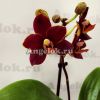 фото Фаленопсис Тайсуко Кобольд (Phalaenopsis Taisuco Kobold) от магазина магазина орхидей Ангелок