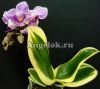фото Фаленопсис Сого Вивьен (Phalaenopsis Sogo Vivien) от магазина магазина орхидей Ангелок
