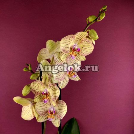 фото Фаленопсис Турин (Phalaenopsis Torino) от магазина магазина орхидей Ангелок