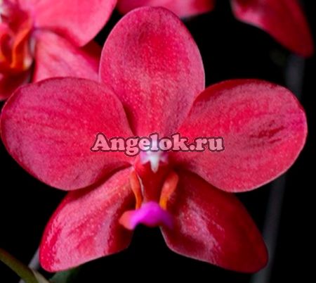 фото Фаленопсис Сокровище Будды детка (Phalaenopsis Buddha's Treasure) Тайвань от магазина магазина орхидей Ангелок