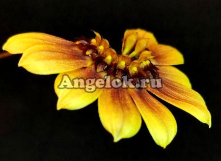 фото Бульбофиллум Мастерсианум (Bulbophyllum mastersianum) от магазина магазина орхидей Ангелок