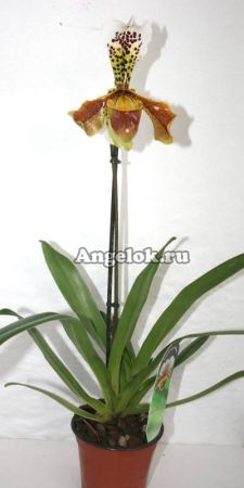 фото Пафиопедилум (Paphiopedilum) p-02 от магазина магазина орхидей Ангелок
