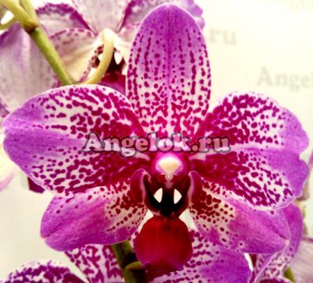 фото Фаленопсис Полет бабочки (Phalaenopsis Butterfly Flight) от магазина магазина орхидей Ангелок