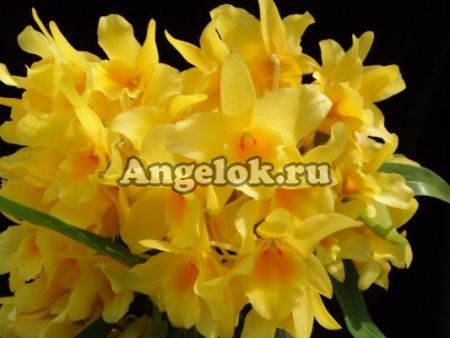 фото Дендробиум (Den.Honey Moon'Sweet') Тайвань от магазина магазина орхидей Ангелок