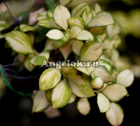 Хойя Хойшкеля (Hoya heuschkeliana variegata) черенок