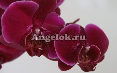 фото Фаленопсис (Phalaenopsis ) ph-51 от магазина магазина орхидей Ангелок