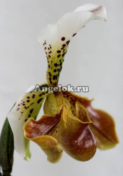 фото Пафиопедилум (Paphiopedilum) p-02 от магазина магазина орхидей Ангелок