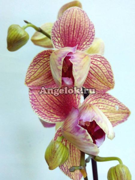 фото Фаленопсис (Phalaenopsis Baldan's Kaleidoscope) пелорик от магазина магазина орхидей Ангелок
