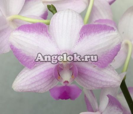 фото Фаленопсис Моцарт (Dtps. Chiada Alice × Фаленопсис Phalaenopsis bellina ) от магазина магазина орхидей Ангелок