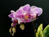 фото Фаленопсис Сого Вивьен (Phalaenopsis Sogo Vivien) от магазина магазина орхидей Ангелок