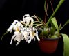 фото Целогина гребенчатая (Coelogyne cristata) от магазина магазина орхидей Ангелок