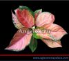 Аглаонема (Aglaonema Rattana Rungreong)