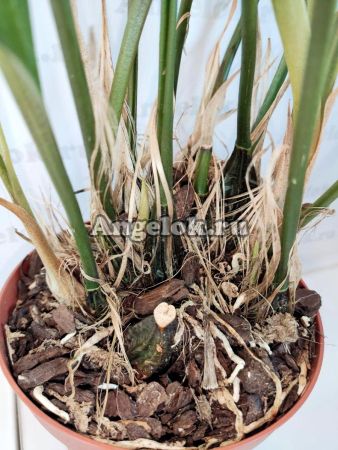 фото Стангопея (Stanhopea connata) от магазина магазина орхидей Ангелок