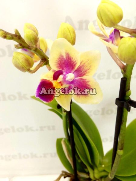 фото Фаленопсис мини (Phalaenopsis Sogo Gotris) от магазина магазина орхидей Ангелок