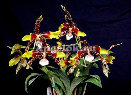 фото Россиоглоссум (Rossioglossum grande) от магазина магазина орхидей Ангелок