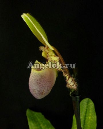 фото Пафиопедилум Пиноккио (Paphiopedilum Pinocchio) от магазина магазина орхидей Ангелок