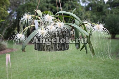 фото Бульбофиллум Медуза (Bulbophyllum medusae) от магазина магазина орхидей Ангелок