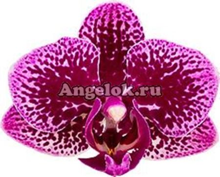 фото Фаленопсис детка (Phalaenopsis Happy Hour) от магазина магазина орхидей Ангелок