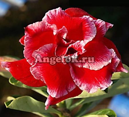фото Адениум (Adenium obesum Christmas Santaclaus) от магазина магазина орхидей Ангелок