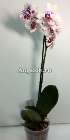 Фаленопсис (Phalaenopsis ) ph-97