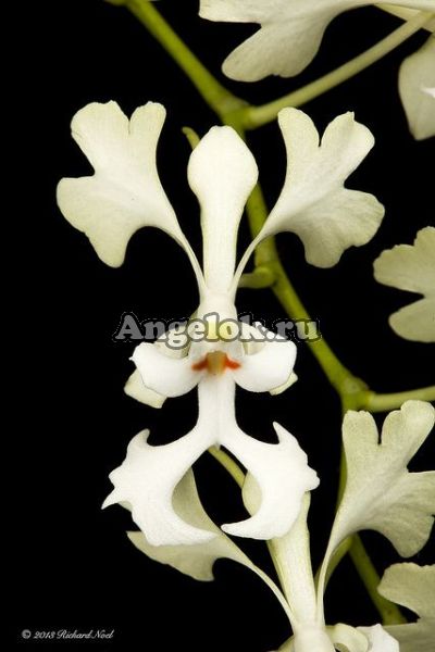 фото Криптопус (Cryptopus elatus) от магазина магазина орхидей Ангелок
