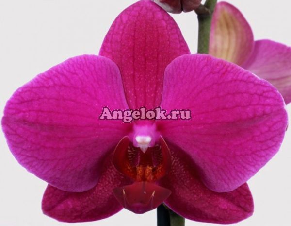 фото Фаленопсис Вивальди (Phalaenopsis Vivaldi) от магазина магазина орхидей Ангелок