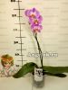 Фаленопсис (Phalaenopsis ) ph-13