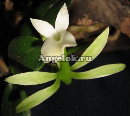 Амбрелла длиннотрубная (Ambrella longituba)