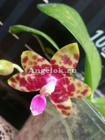 фото Фаленопсис (P.KS Happy Eagle × Zheng Min Tyrannosaurus) Тайвань от магазина магазина орхидей Ангелок