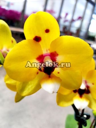 фото Фаленопсис (P.Lioulin Moon) Тайвань от магазина магазина орхидей Ангелок