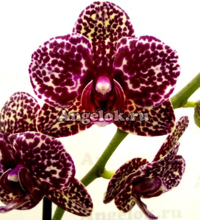 фото Фаленопсис Дикий кот (Phalaenopsis Lioulin Wild Cat) от магазина магазина орхидей Ангелок