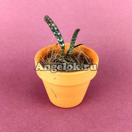 фото Оцеокладес (Oeceoclades decaryana) от магазина магазина орхидей Ангелок