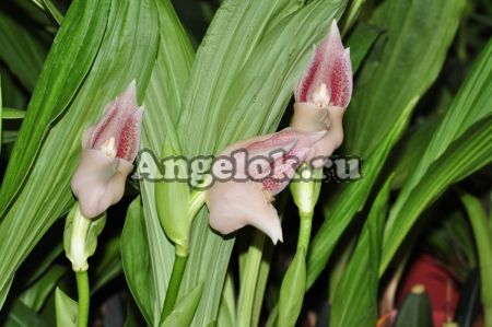 фото Ангулоа (Anguloa virginalis) от магазина магазина орхидей Ангелок