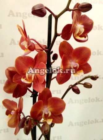 фото Фаленопсис Горизонт (Phalaenopsis Horizion) от магазина магазина орхидей Ангелок
