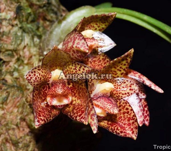 Бульбофиллум (Bulbophyllum austroyunanense)
