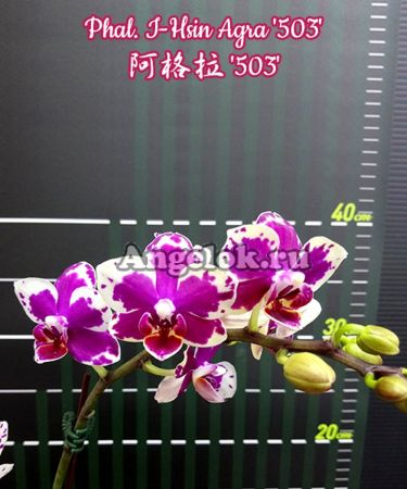 фото Фаленопсис (Phalaenopsis I-Hsin Agra '503') детка от магазина магазина орхидей Ангелок