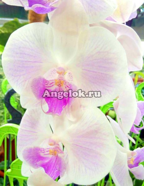 фото Фаленопсис Биг Лип розовый (Phalaenopsis Big Lip Pink) от магазина магазина орхидей Ангелок