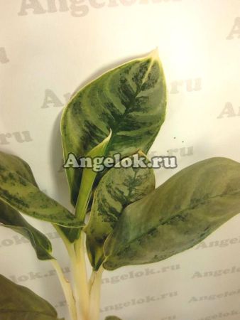 фото Аглаонема (Aglaonema Ei Qu Sung) от магазина магазина орхидей Ангелок