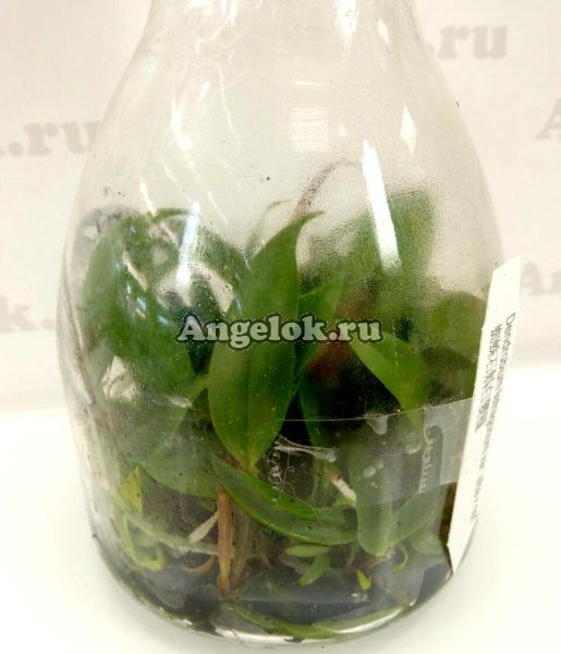 фото Дендробиум четырехугольный фласка (Den. tetragonum var. alba x self) Тайвань от магазина магазина орхидей Ангелок