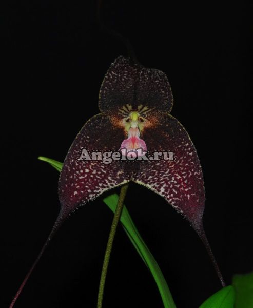 фото Дракула (Dracuvallia Gualaquiza x Drac. roezlii dark) от магазина магазина орхидей Ангелок