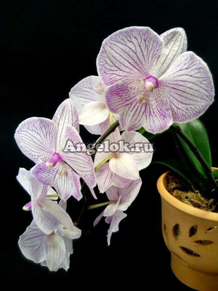 фото Фаленопсис Биг Лип (Phalaenopsis Champion Royal Masque) от магазина магазина орхидей Ангелок