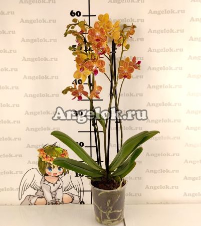 Фаленопсис (Phalaenopsis Goldstaff)