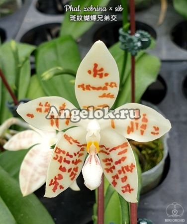 фото Фаленопсис Зебрина (Phalaenopsis zebrina × sib) Тайвань от магазина магазина орхидей Ангелок