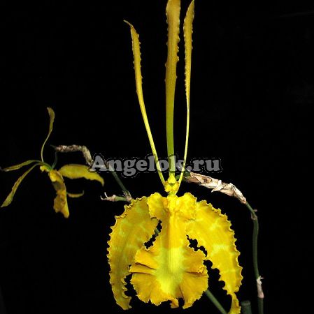 фото Психопсис (psychopsis Mariposa alba) Тайвань от магазина магазина орхидей Ангелок