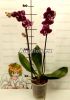 Фаленопсис (Phalaenopsis Black Jack) черный